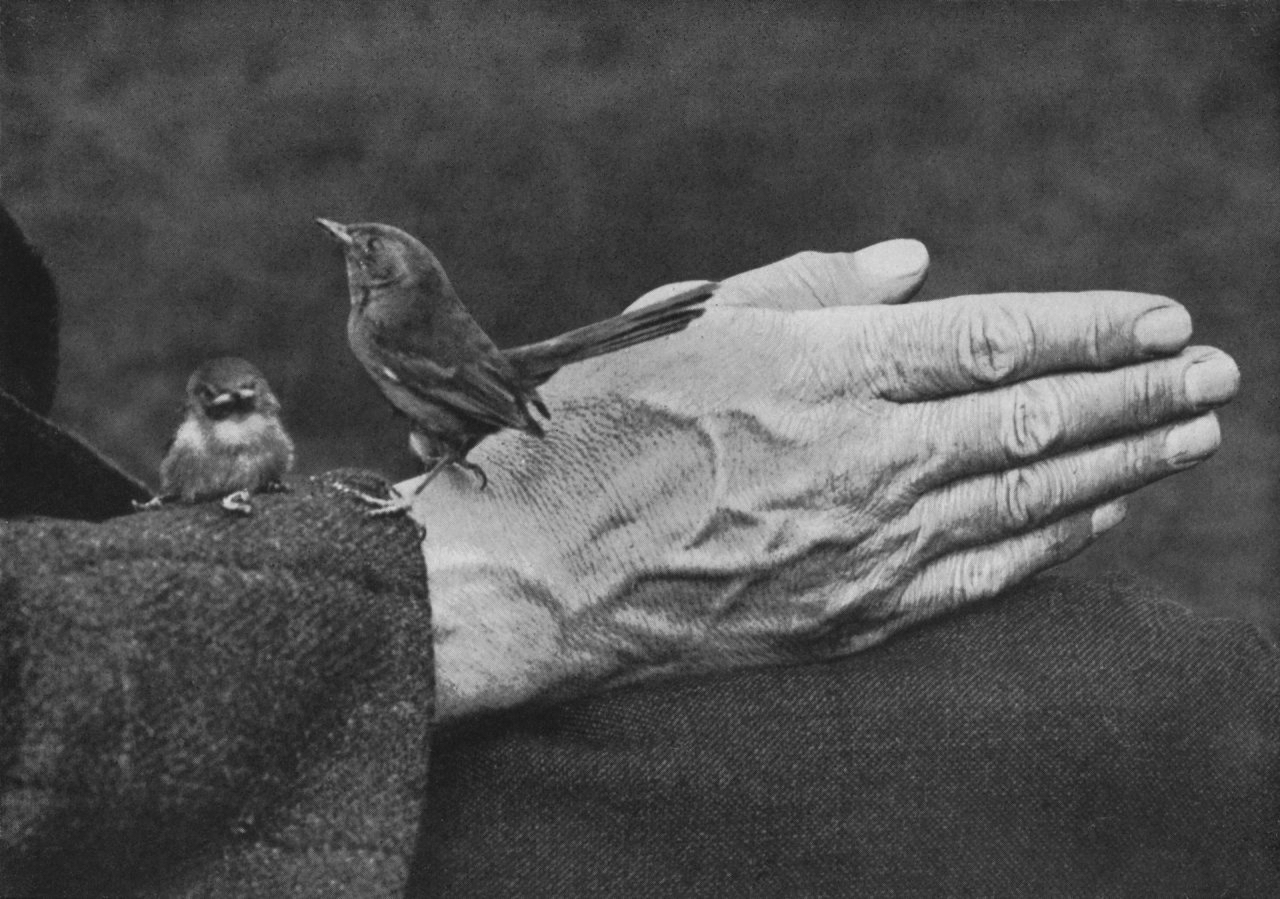 A black-and-white photograph of two small birds perched near an outstretched hand